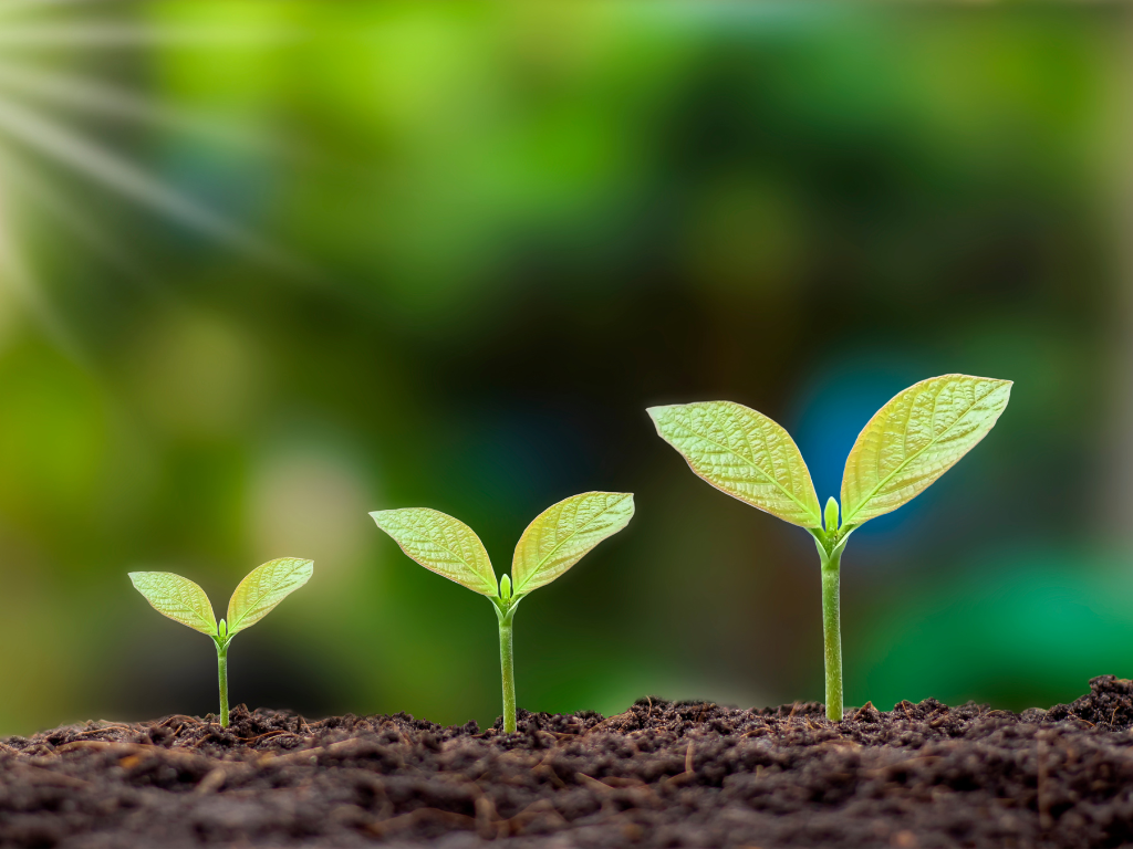 sprouting and growing